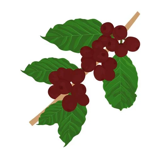 Coffee Stockillustratie