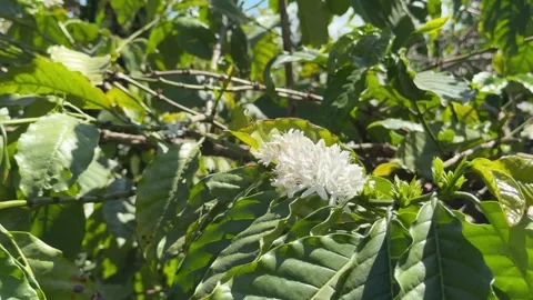Coffee inflorescences line slender branches among thick green canopy, revealing 動画素材 331725714