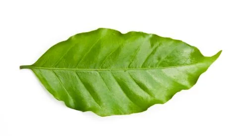 Coffee leaf. Fotos Stock