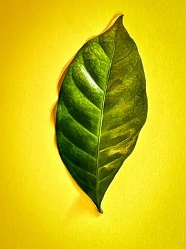 A coffee leaf put on background 库存照片