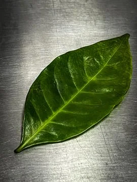 Coffee leaf put on background Foto stock