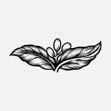 Coffee leaf retro vector illustration Illustration