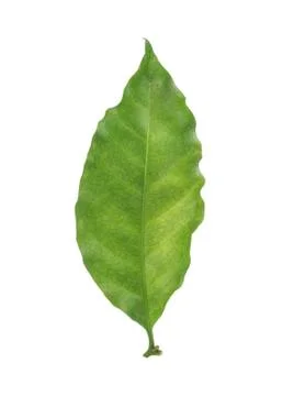 Coffee leaf on a white background. Stock Photos
