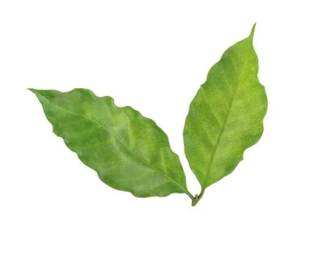 Coffee leaf on a white background. Foto stock
