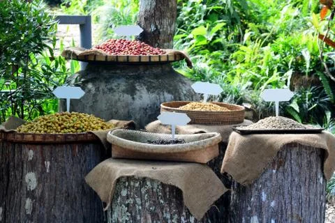 Coffee learning process Stock Photos
