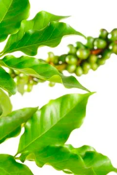 Coffee leaves Stock Photos
