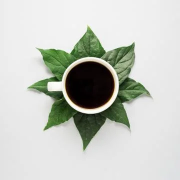 Coffee leaves. Stock Photos