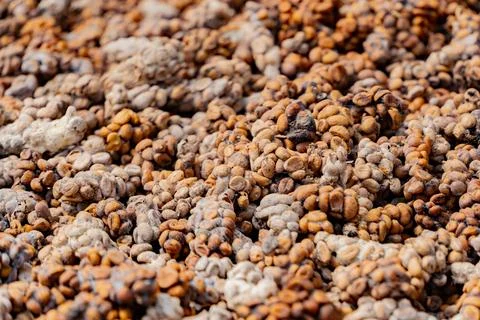 Coffee luvak. Фото