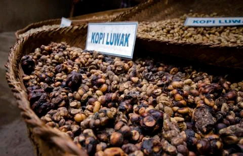 Coffee luwak Stock Photos