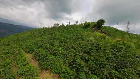 Coffee Mountains of Colombia Stock Footage 272147660