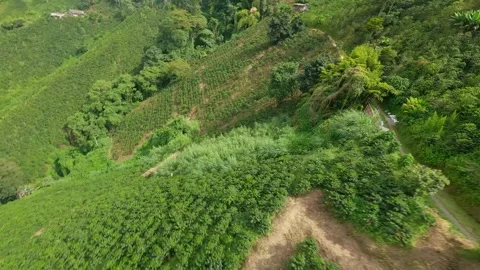Coffee Mountains of Colombia Stock Footage 272147883