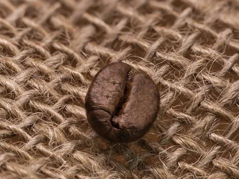 Coffee - one grain close up macro photo many details, background of a gray ch Stock Photos