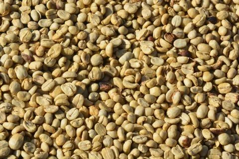Coffee parchment of Sun drying Stock Photos