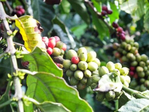 Coffee 스톡 사진