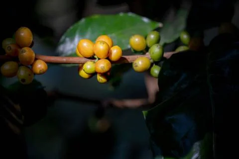 Coffee Stock Photos