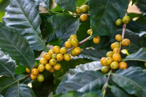 Coffee Stock Photos