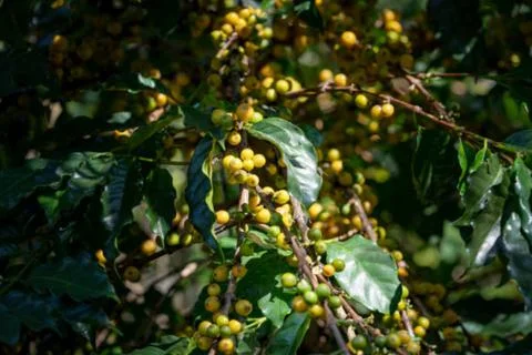 Coffee Stock-Fotos