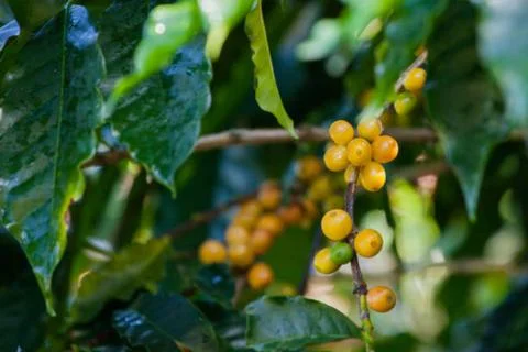 Coffee Stock Photos