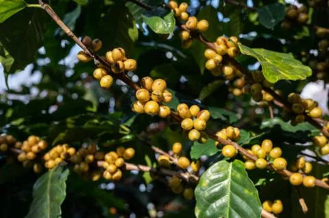 Coffee Stock Photos