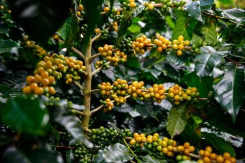 Coffee Stock Photos