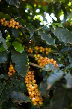 Coffee Foto stock