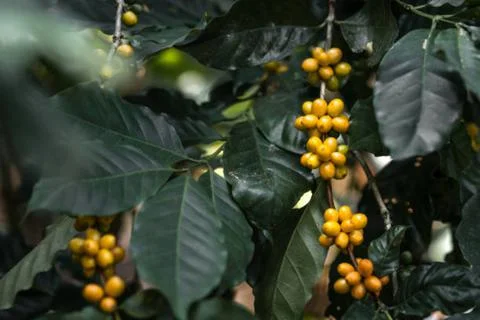 Coffee Stock Photos
