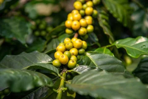 Coffee Stock Photos