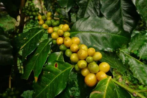Coffee Stock Photos