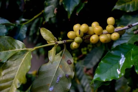 Coffee Stock Photos