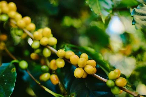 Coffee Stock-Fotos