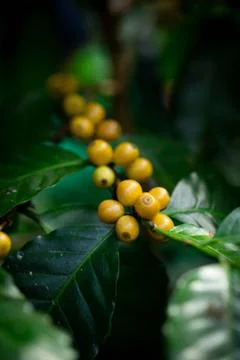 Coffee Stock Photos