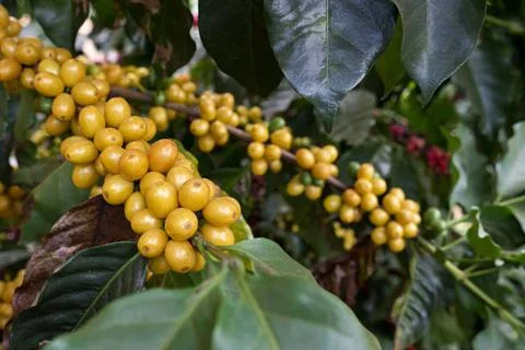 Coffee Stock Photos