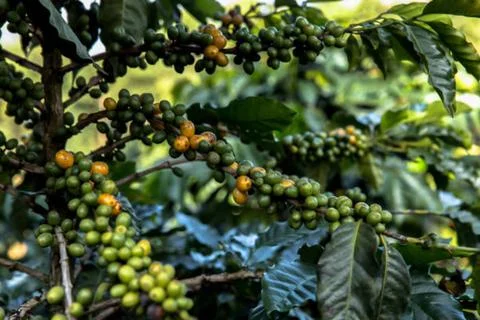 Coffee Foto stock