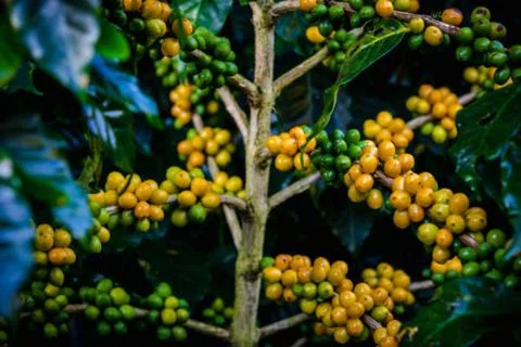 Coffee Stock Photos