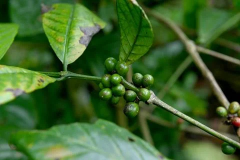 Coffee Stock-Fotos