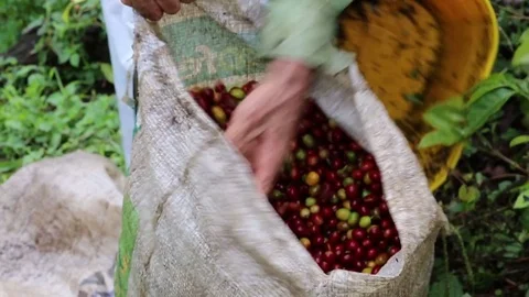 Coffee Picker Stock Footage 83454311