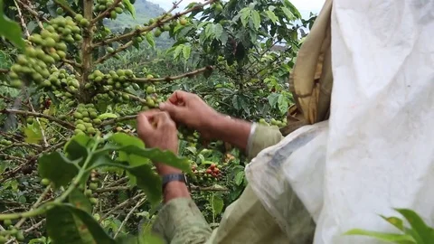 Coffee Picker Rains Stock Footage 83453046