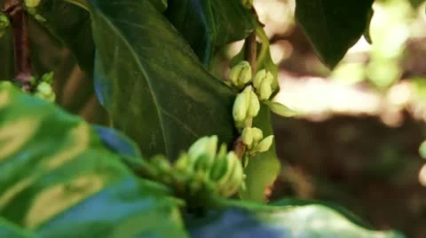 Coffee plant buds Stock Footage 21929167