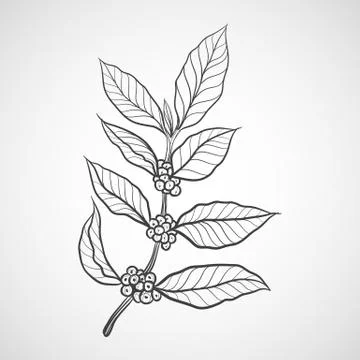 Coffee plant with coffee leaf Stock Illustration