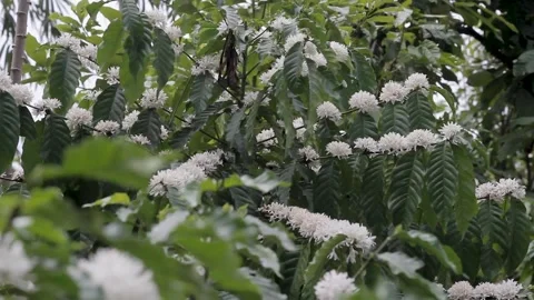Coffee Plant Flowers Stock Footage 286099357