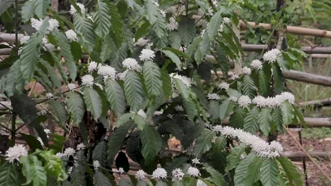 Coffee Plant Flowers Stock Footage 286099401