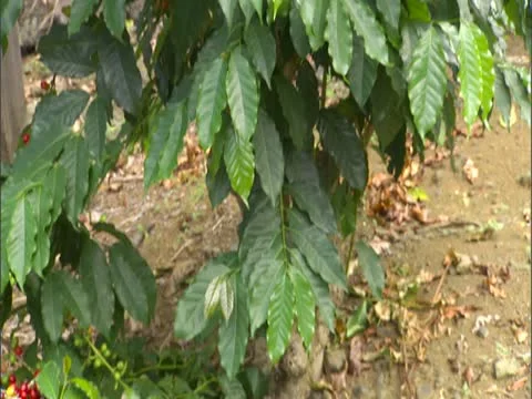 Coffee Plant Stock-Footage 22243033