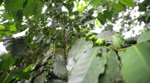Coffee plant Stock Footage 38371069