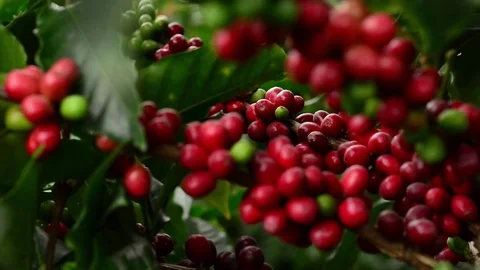 Coffee plant Vídeo Stock 83831641