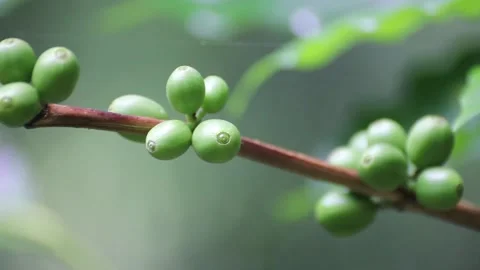 Coffee Plant Stock Footage 160139253