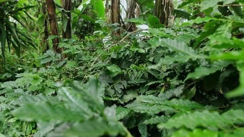 Coffee plant Stock Footage 162780173