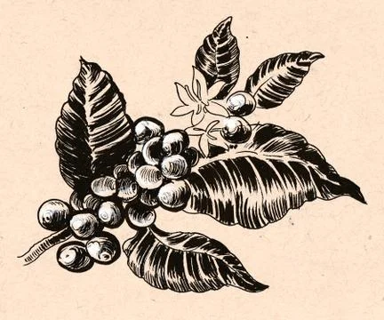 Coffee plant Illustrazione stock