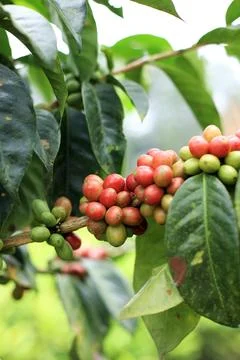 Coffee Plant Java Arabica, West Java, Indonesia Stock Photos