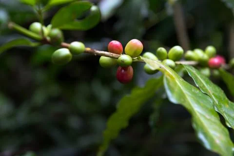 Coffee plant Stock Photos