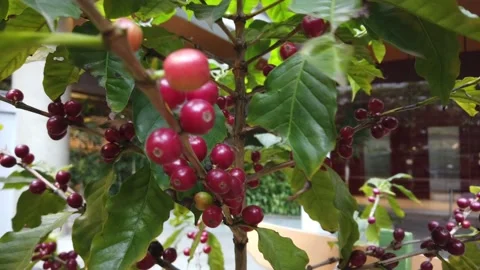 Coffee plant in a pot Video stock 224553654